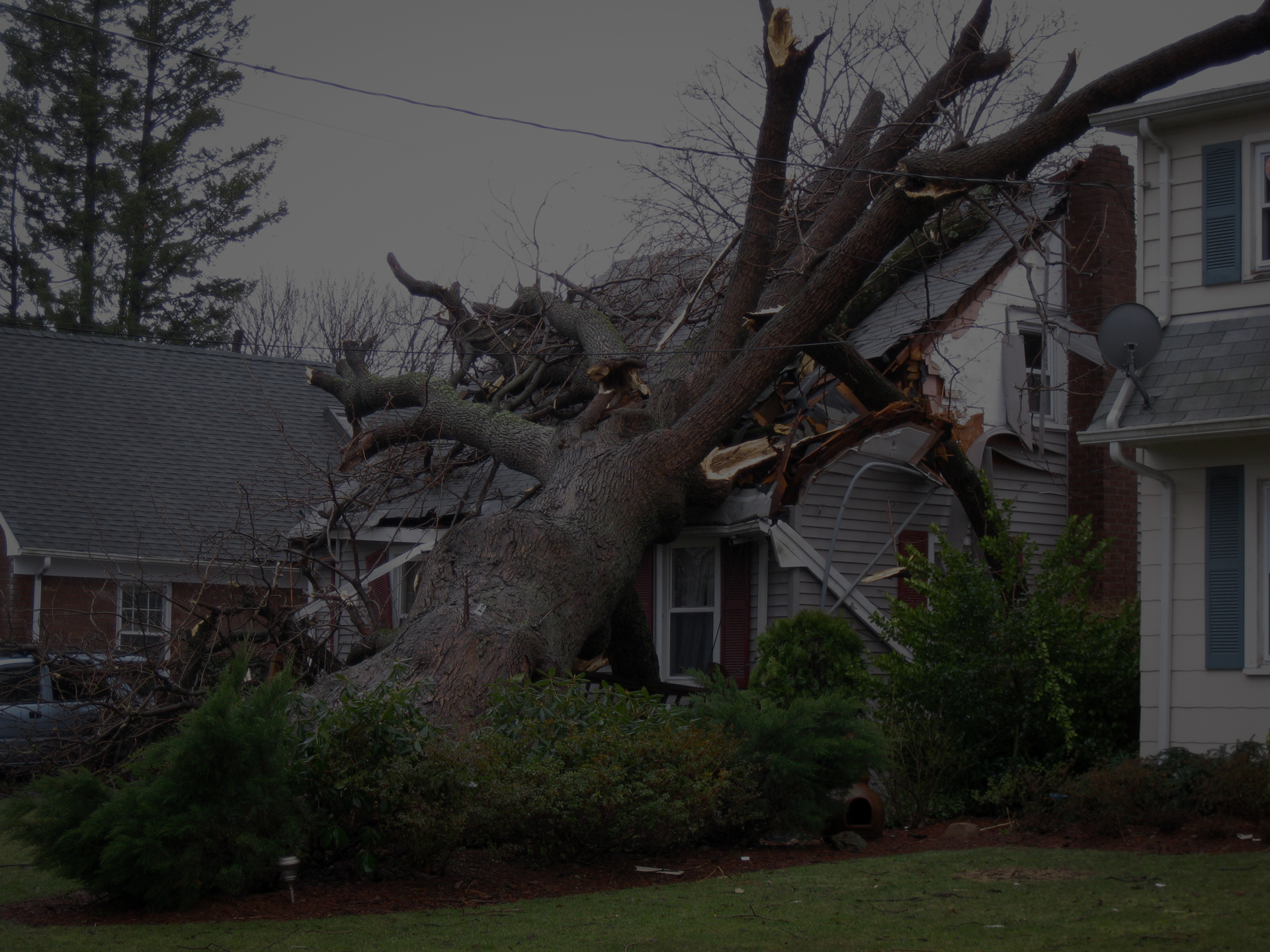 website design homepage image of a tree fallen over in a residential yard